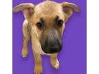 Adopt Sierra - Available a German Shepherd Dog, Mixed Breed
