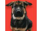 Adopt Page - Available a German Shepherd Dog, Mixed Breed