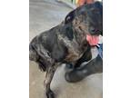 Adopt Daphney a Catahoula Leopard Dog