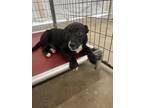 Adopt Blanche a Labrador Retriever, Shepherd
