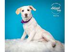 Bailey Shepherd (Unknown Type) Puppy Female