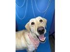 Gracie Labrador Retriever Adult Female