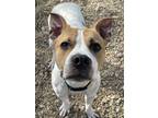 Chef American Staffordshire Terrier Young Male