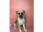 Queen Latifa Shepherd (Unknown Type) Puppy Female