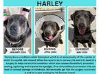 Harley Labrador Retriever Adult Male