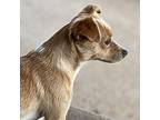 Daisy Chihuahua Young Female