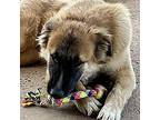 Simba Belgian Tervuren Puppy Male