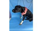 Athena Labrador Retriever Young Female