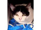 Pufferfish Domestic Shorthair Adult Female