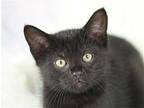 Inky - SEE ME @ PETCO! Domestic Shorthair Kitten Male