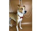 Remington Hashbrown Hound (Unknown Type) Puppy Male