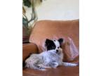 Adopt Rupert a Papillon, Pomeranian