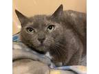 Maleah Manx Adult Female