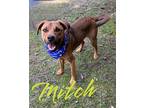 Mitch 29474 Shepherd (Unknown Type) Young Male