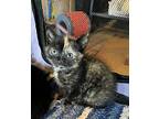 Priscilla Domestic Shorthair Kitten Female