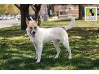 Dexter Labrador Retriever Young Male