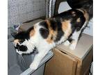 Little Miss Domestic Longhair Young Female