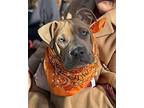 Angel Staffordshire Bull Terrier Puppy Female