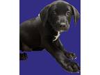Gaston Labrador Retriever Puppy Male