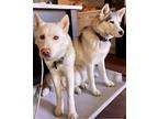 Yuka Husky Adult Male