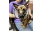 Maverick Mixed Breed (Small) Young Male
