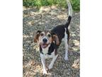 Gabe Beagle Senior Male