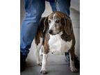 Josie Beagle Female