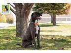 Yogi Great Dane Adult Male