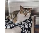 Nevada Domestic Shorthair Young Male