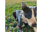 Diamond American Staffordshire Terrier Young Female