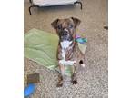 Hamlet American Pit Bull Terrier Adult Male