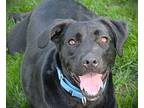 Zuzu Labrador Retriever Adult Female