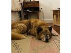 Gunther Akita Senior Male