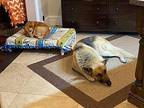 Tundra German Shepherd Dog Adult Male