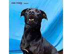 Buck The Wonder Dog Labrador Retriever Young Male