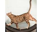 Adopt Theodore a Bengal