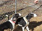 We have been patiently waiting German Shorthaired Pointer Adult Male