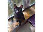 Jerry Domestic Shorthair Kitten Male