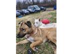 Lennon Anatolian Shepherd Adult Female