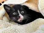 Bronson Domestic Shorthair Kitten Male