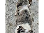 Winter Australian Shepherd Young Female