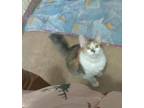 Miss Kitty Domestic Mediumhair Adult Female