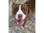 Joplin American Pit Bull Terrier Young Female