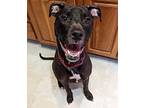 Raven now Molly American Staffordshire Terrier Adult Female