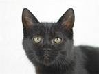 Nicky Domestic Shorthair Kitten Male