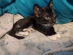 Fruit Loop Domestic Shorthair Young Male