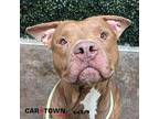 Walrus American Pit Bull Terrier Adult Male