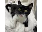 Adopt Mickey a Domestic Short Hair