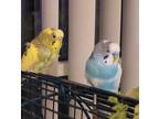Adopt Spring and Snow a Parakeet (Other)