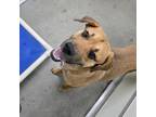 Adopt Buddy a Rhodesian Ridgeback, Mastiff